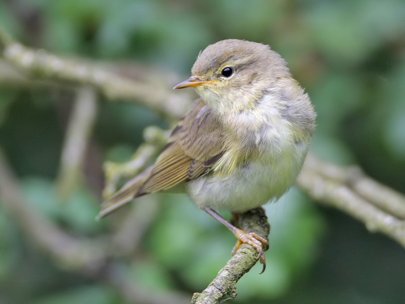 Willow Warbler (juvenile)