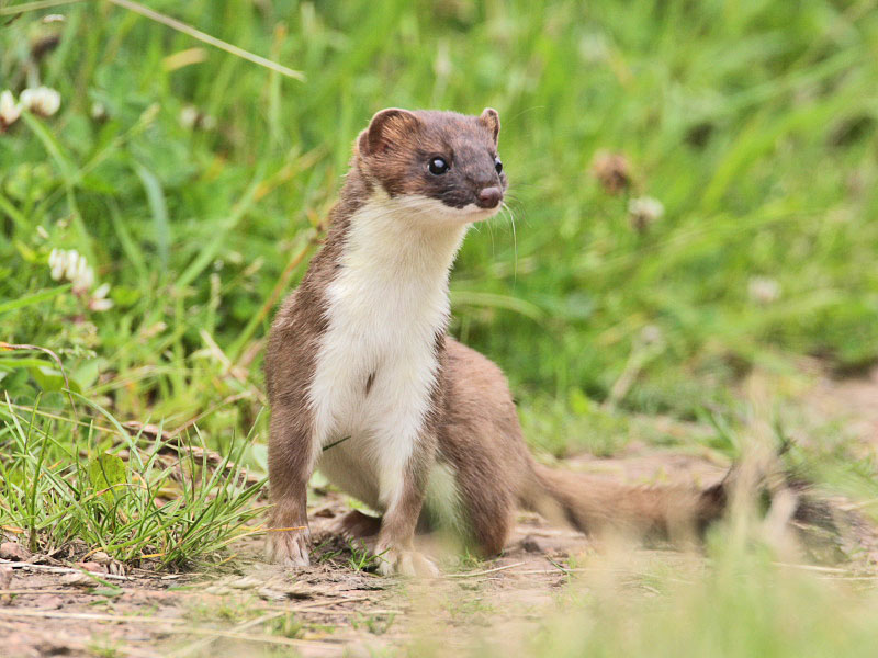 Stoat