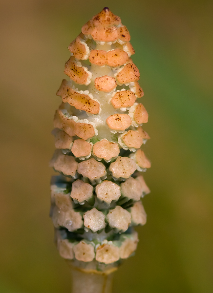 Heermoes/Field horsetail/ Equisetum arvense