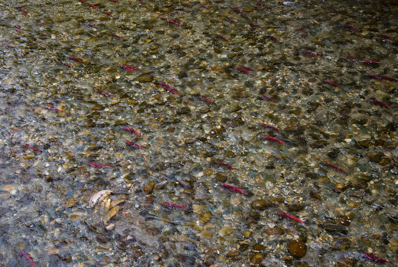 River full of Salmon