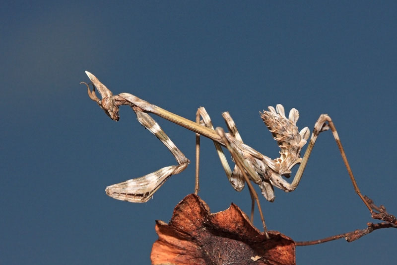 Empusid praying mantis Empusa fasciata krpatonoga bogomolka_MG_9190-11.jpg