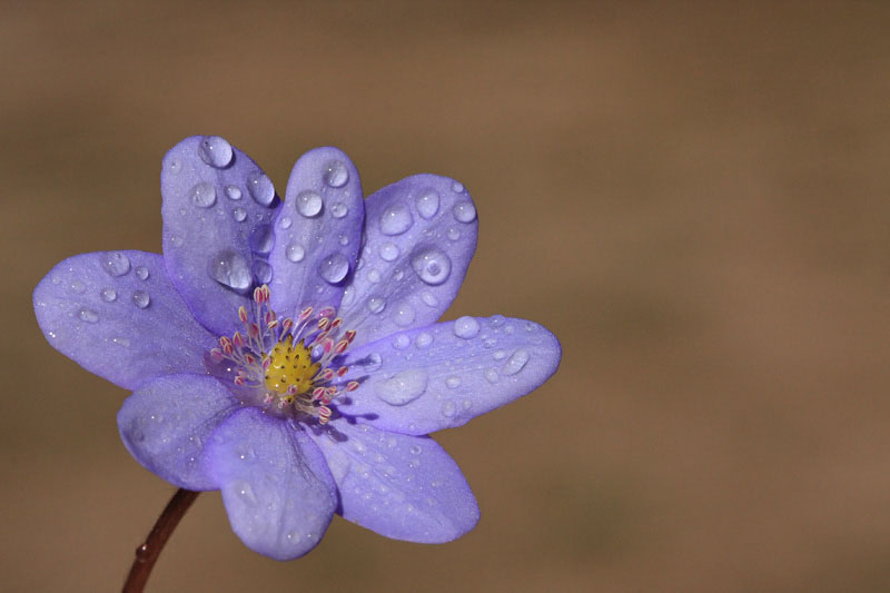 Liverleaf Hepatica nobilis navadni jetrnik_MG_8700-11.jpg