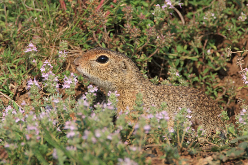 European ground squirrels Spermophilus citellus tekunica_MG_0414-11.jpg