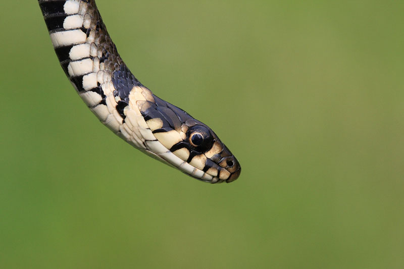 Grass snake Natrix natrix belouka_MG_2398-11.jpg