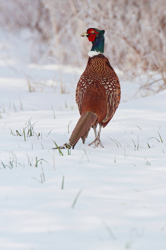 Ring-necked pheasant Phasianus colchicus fazan_MG_1250-11.jpg