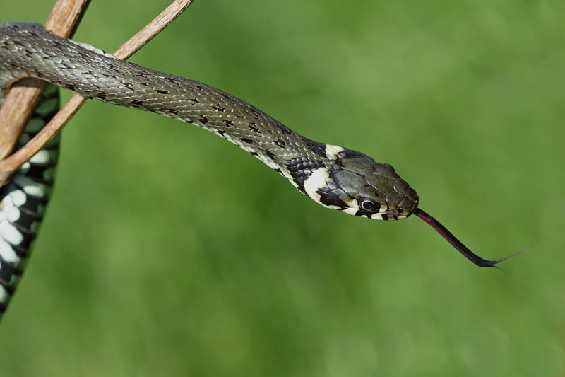 Grass snake Natrix natrix belou�ka_MG_9642-11.jpg