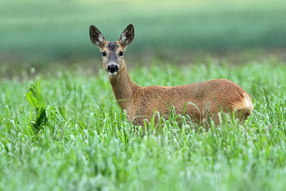 Roedeer Capreolus capreolus srna_MG_3260-111.jpg