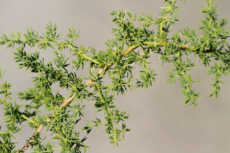 Asparagus officinalis belu, pargelj_MG_2078-11.jpg