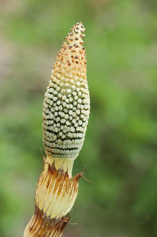 Great horsetail Equisetum telmateia velika preslica _MG_2964-11.jpg