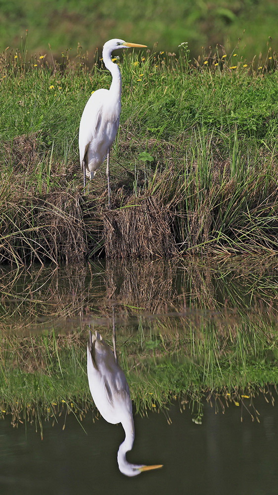 Great white egret Egretta alba velika bela čaplja_MG_1000-111.jpg