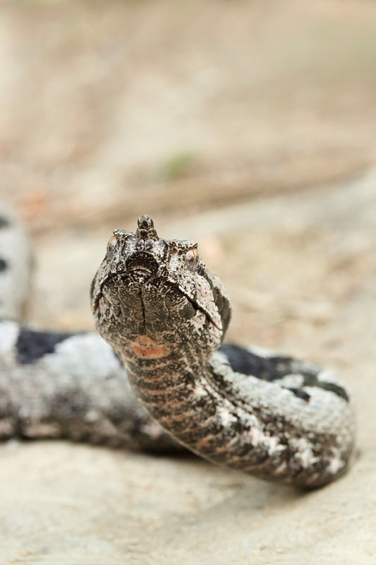  Nose-horned viper Vipera ammodytes modras_MG_2943-11.jpg