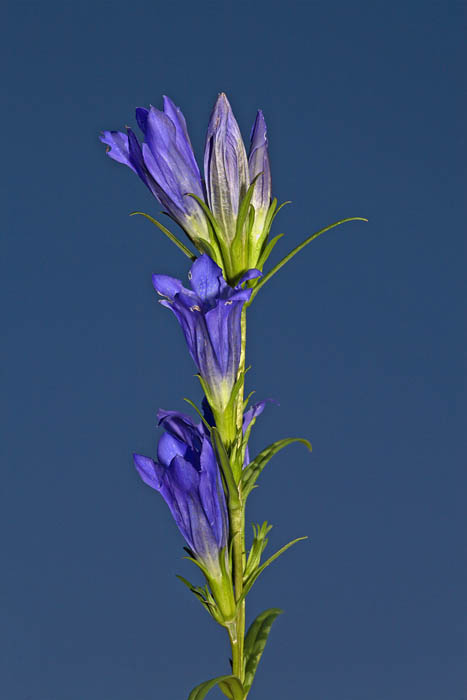 Marsh gentian Gentiana pneumonanthe movirski svi_MG_1638-1.jpg