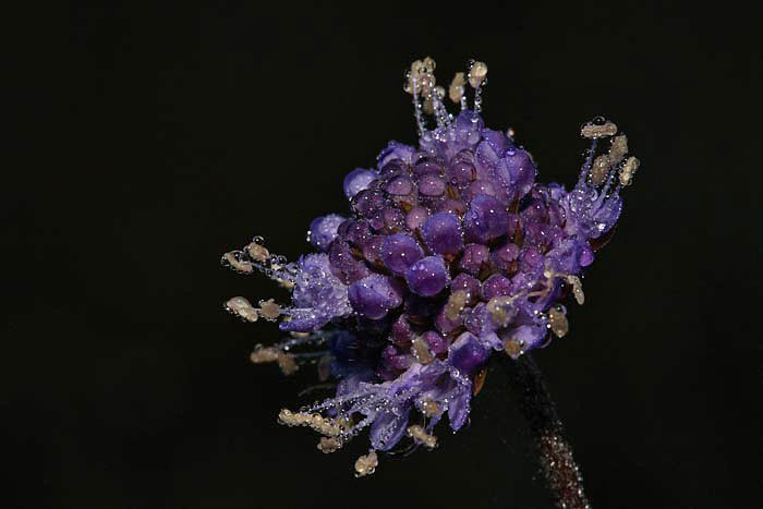 Devils bit scabious Succisa pratensis travnika izjevka_MG_2191-1.jpg