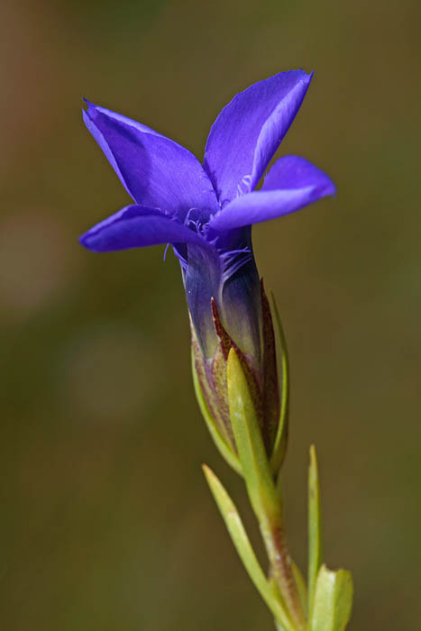 Fringed gentian Gentianella ciliata resasti svievec_MG_2977-1.jpg