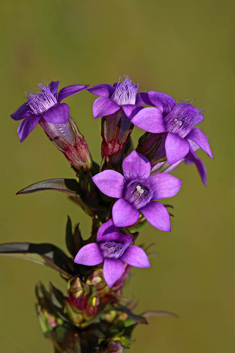 Chiltern gentian Gentianella germanica nemki svievec _MG_2887-1.jpg