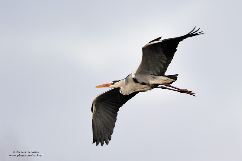 In Flight