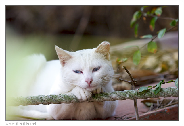 Cat in HongKong