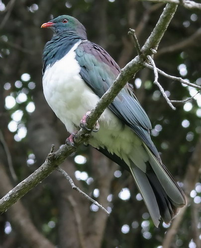 NZ Wood Pigeon