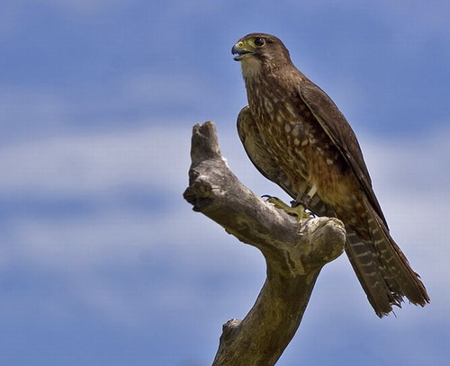 NZ Falcon