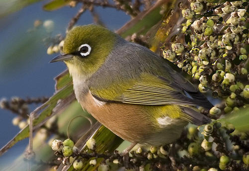 Silvereye