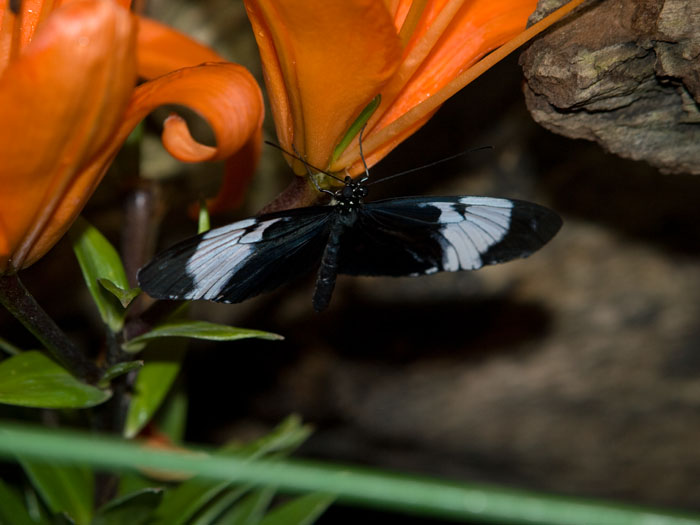 JS053515.jpg