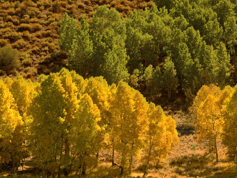 Sierra Fall Color