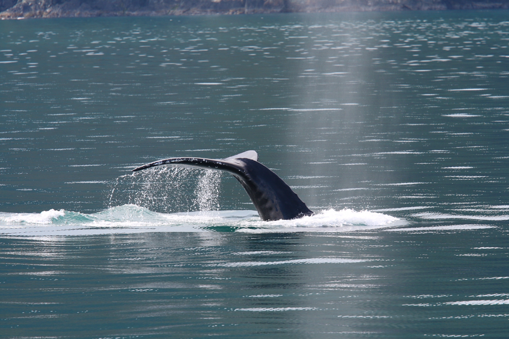 Humpback whale