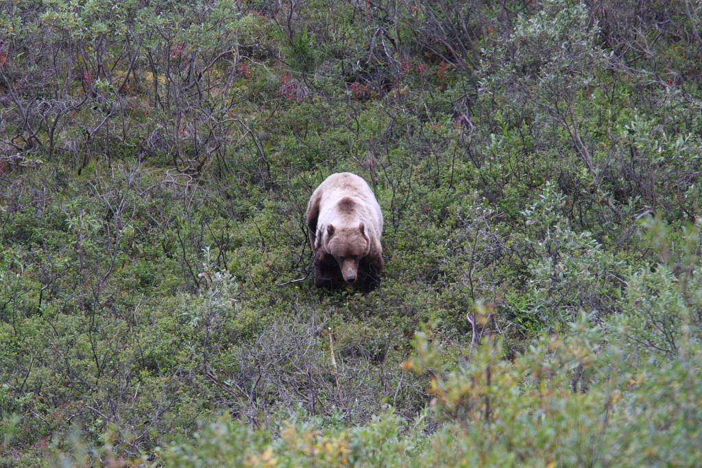 Mama bear coming down the hill