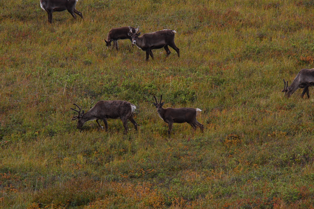 Caribou in the field