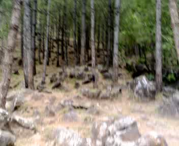 new trees.JPG