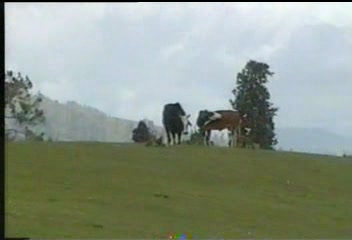 cow.JPG