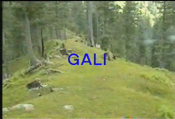 gali.JPG