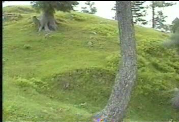 grass.JPG