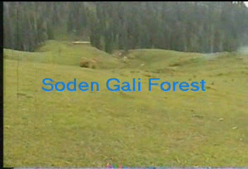 soden gali forest.JPG
