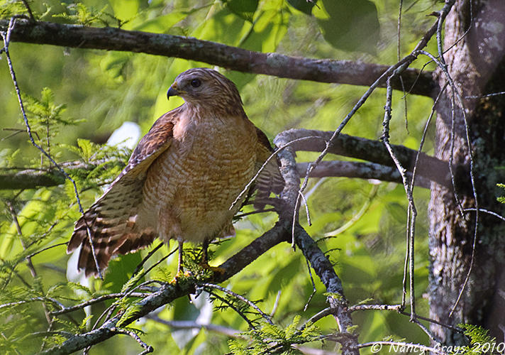 Hawk in Swamp