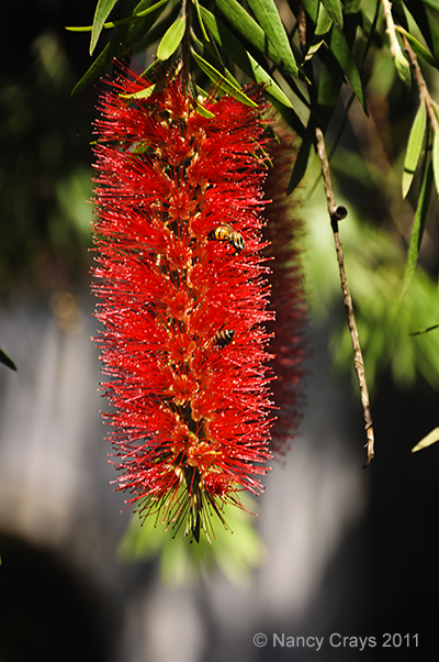 Bottle Brush flower on tree at Serena Mountain Village Lodge