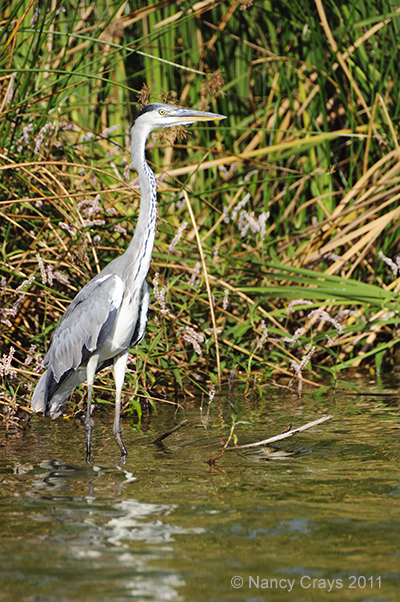 Gray Heron