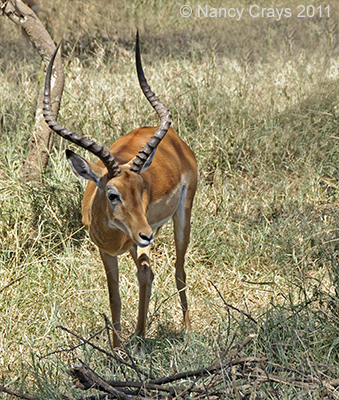 Impala