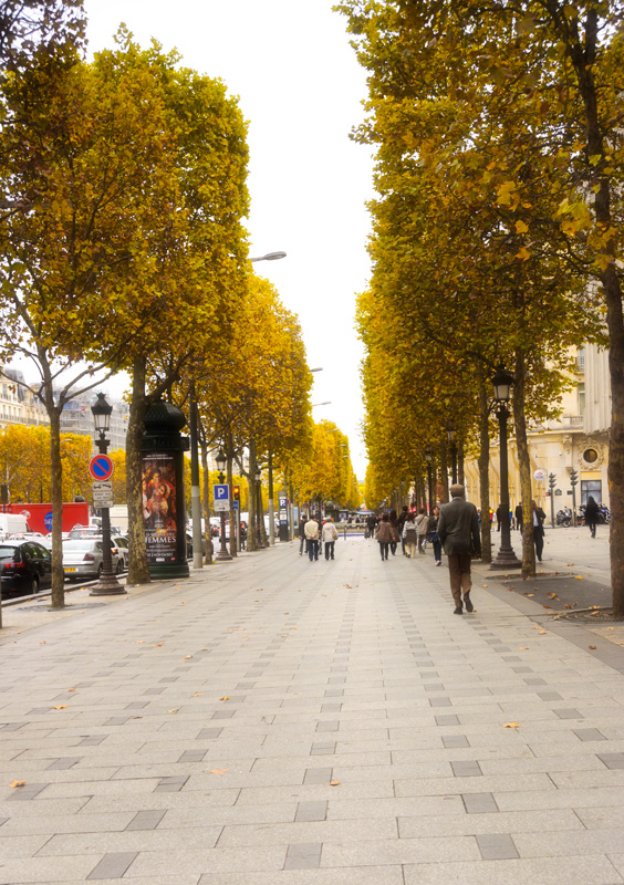 Autumn Leaves along the Champs Elysees