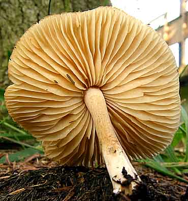 FairyGills.jpg