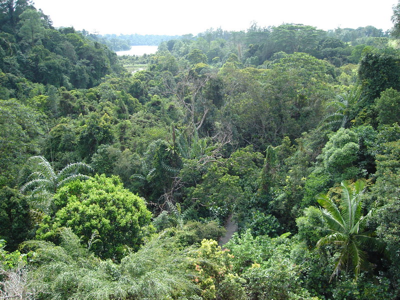 The view from the tree-top bridge