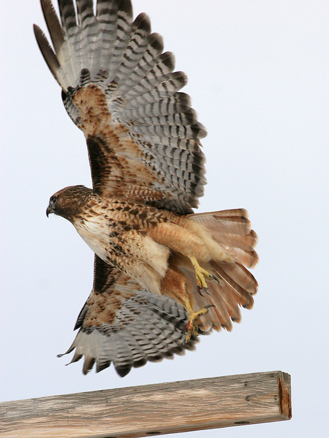 Red Tail Hawk