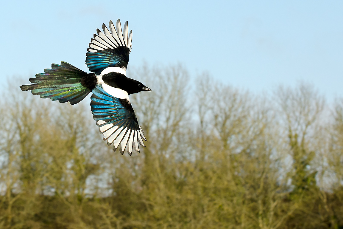 Magpie in flight, Ham Hill