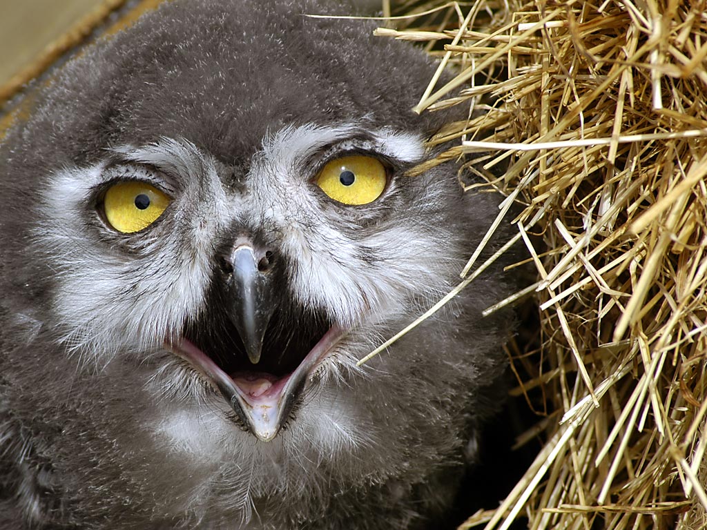 Baby owl, Bossington