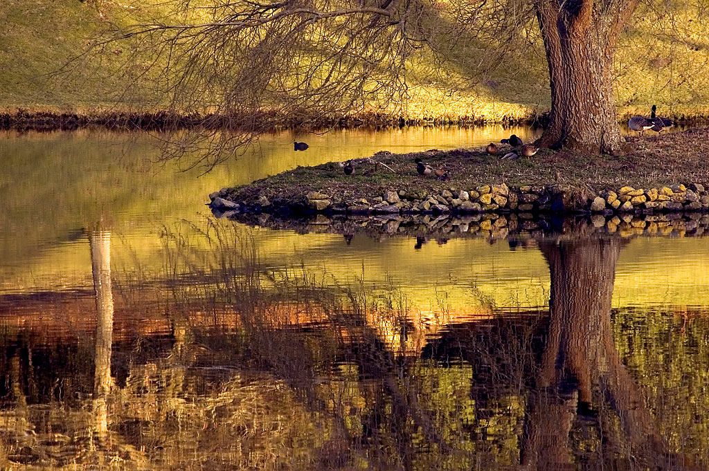 Big tree, little island ~ Stourhead