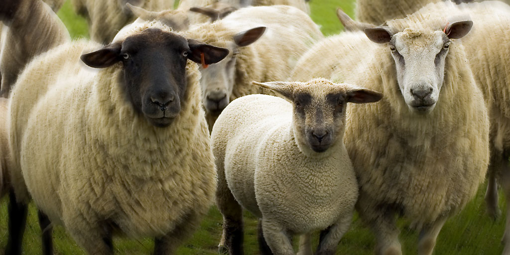 Sheep ~ rustlin!