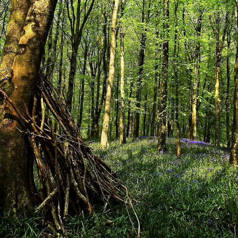 Bellsnbranches, Hooke Park