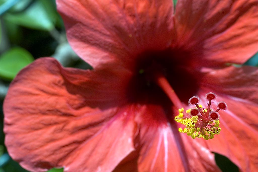 Deep pink ~ macro