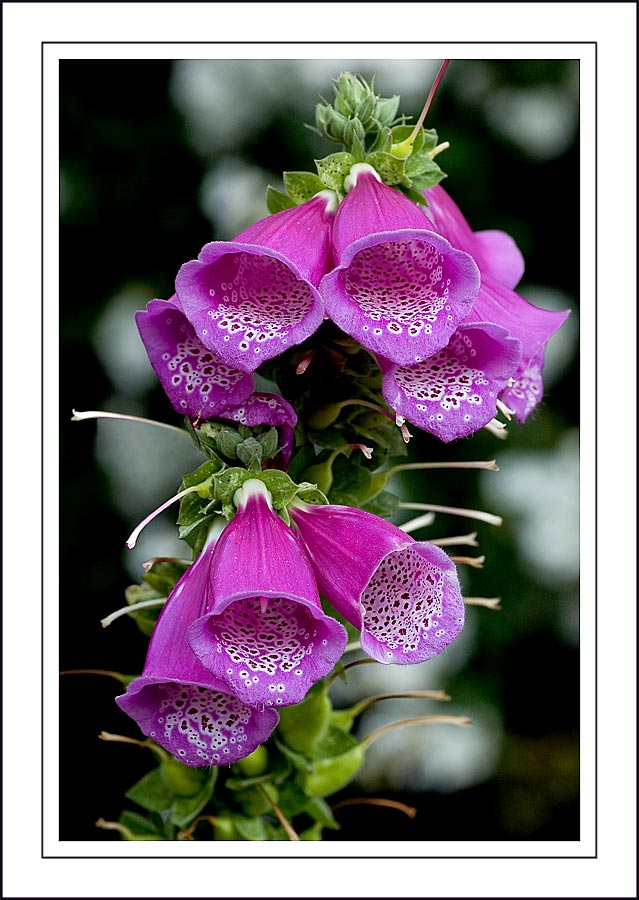 Foxgloves