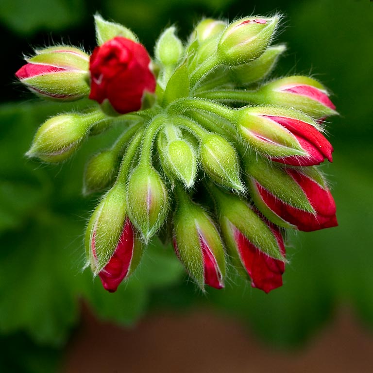 Buds, Eden Project, Cornwall (4628)